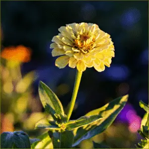 Yellow zinnia flower