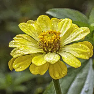 Zinnia