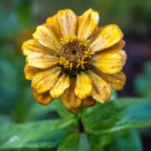 Yellow zinnia flower
