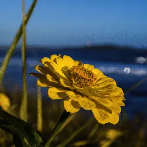 Yellow zinnia flower