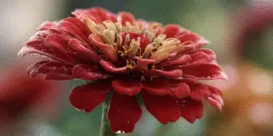 Zinnia Flower