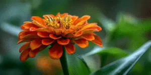 Zinnia (6)