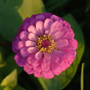Vibrant pink zinnia flower in bloom.
