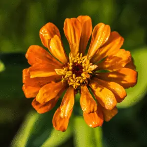 Vibrant orange flower with dew drops