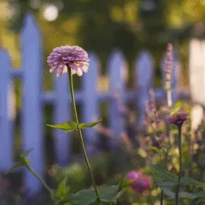 Pink flower beside white picket fence