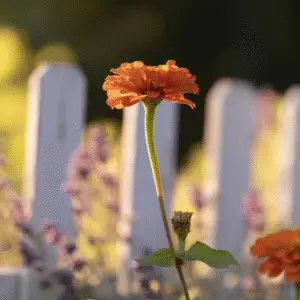 Orange flower against white picket fence