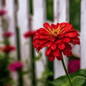 Zinnia