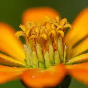 Close-up of vibrant orange flower