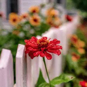 Vibrant red flower by white fence.