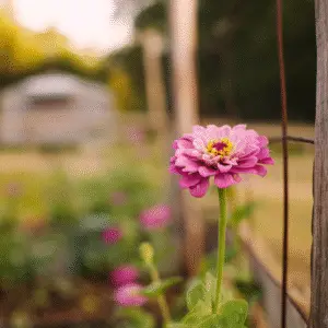 Pink flower in a garden setting.
