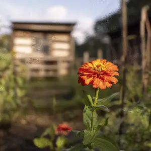 Vibrant orange flower in garden setting.