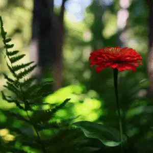 Vibrant red flower amidst lush greenery
