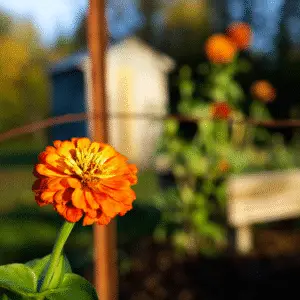 Vibrant orange flower in garden setting.