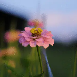 Pink flower with yellow center.