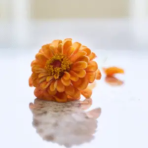 Vibrant orange flower on reflective surface.