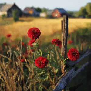 Red flowers near rustic fence.