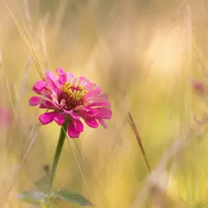 Pink flower in soft golden background