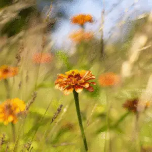 Orange flower in a grassy field