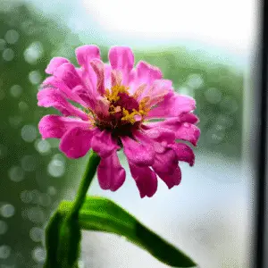Pink flower with raindrops on petals