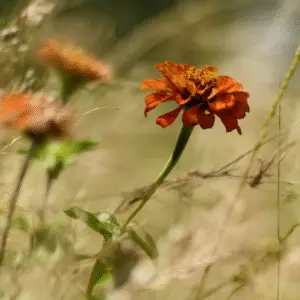 Vibrant orange flower amidst soft grass.