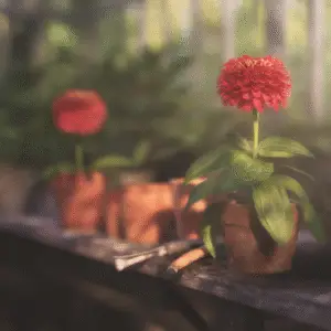 Vibrant red flowers in terracotta pots.