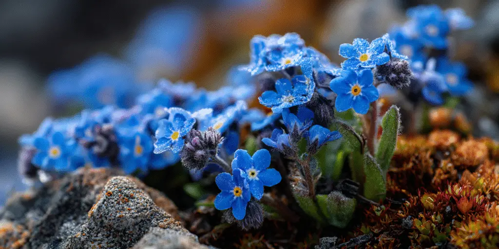 Cluster of tiny blue forget-me-not flowers with yellow centres among alpine rocks