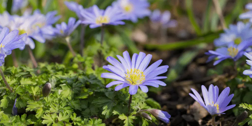 Anemone blanda 'Blue Shades'