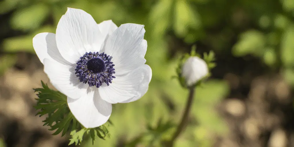 Anemone coronaria 'De Caen'