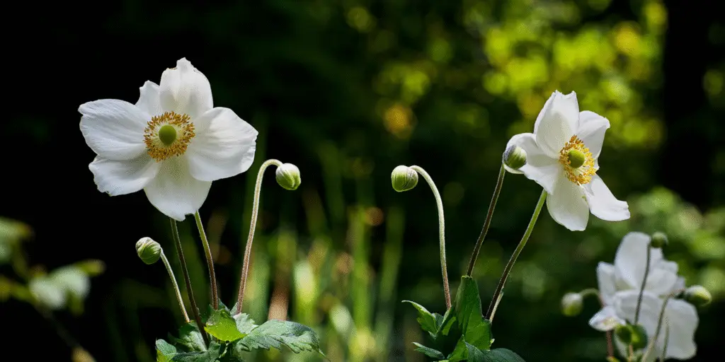 Anemone × hybrida 'Honorine Jobert'