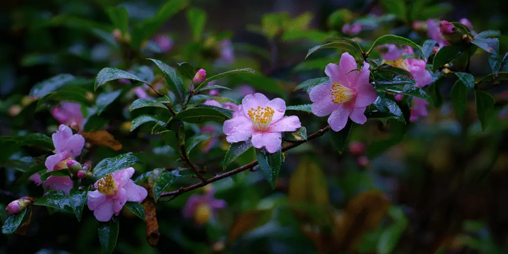 Camellia hiemalis