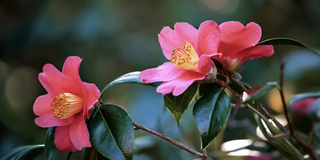 Camellia williamsii