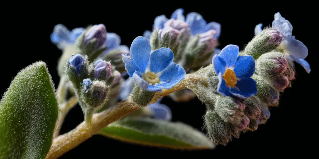 Close-up of tiny blue forget-me-not flowers with yellow centers and fuzzy buds and stems