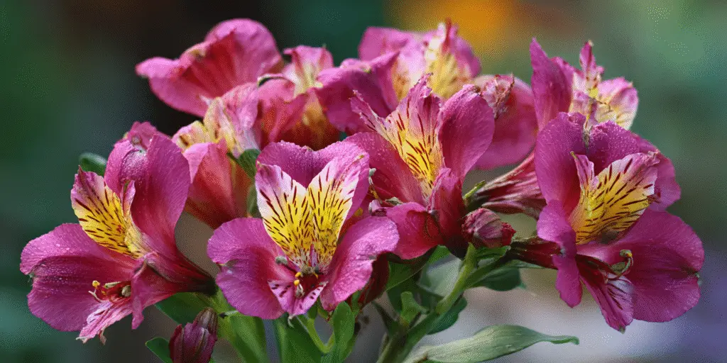 Alstroemeria Colorita 'Kate'