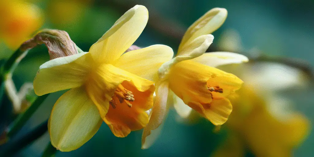 Daffodils (Narcissus) ‘Carlton’