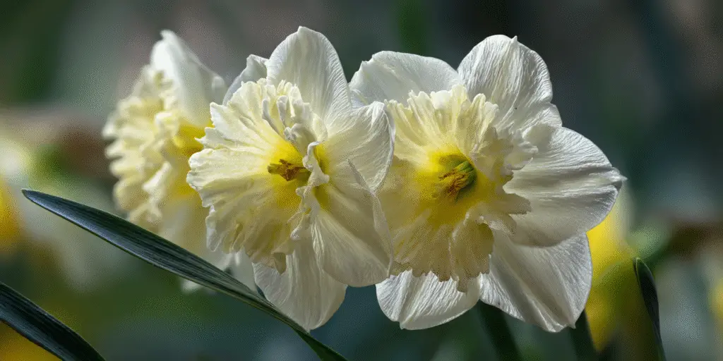 Daffodils (Narcissus) ‘Ice Follies’