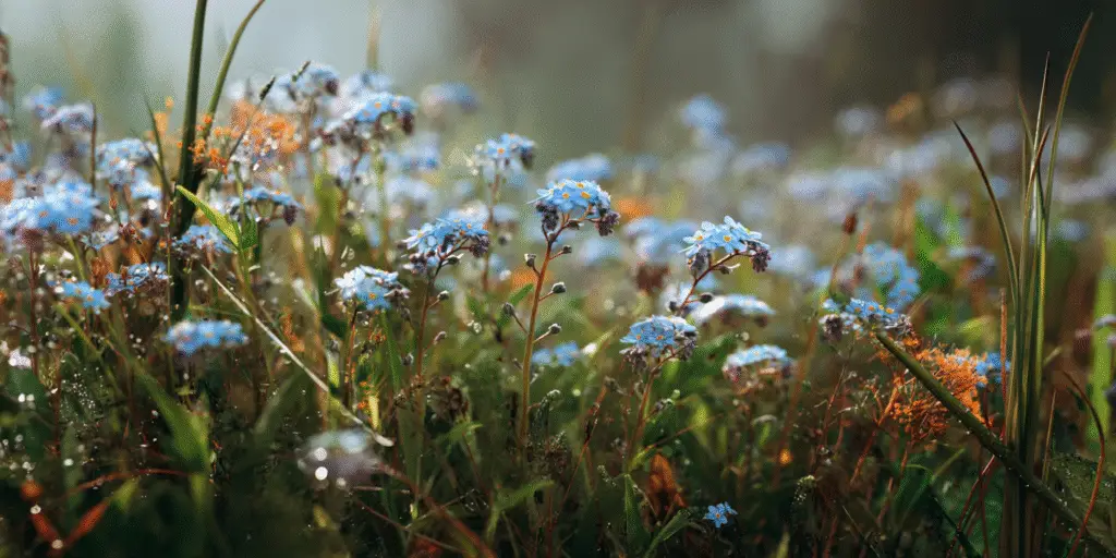 Tiny pale blue forget-me-not flowers with yellow centers in a dewy grassy meadow
