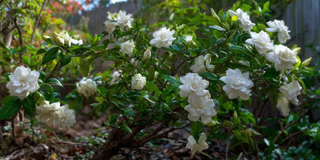 Gardenia jasminoides 'Veitchii'