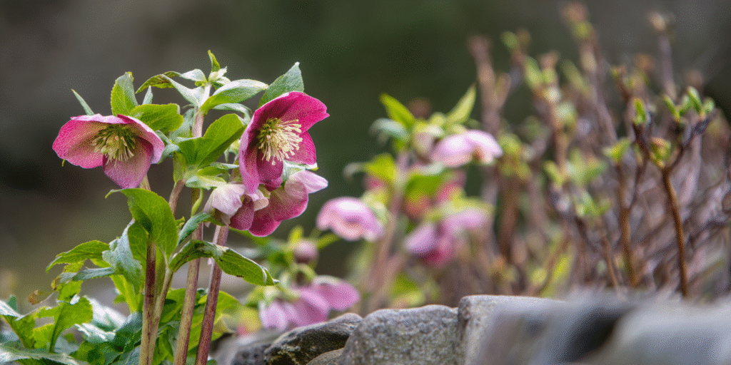 Helleborus argutifolius