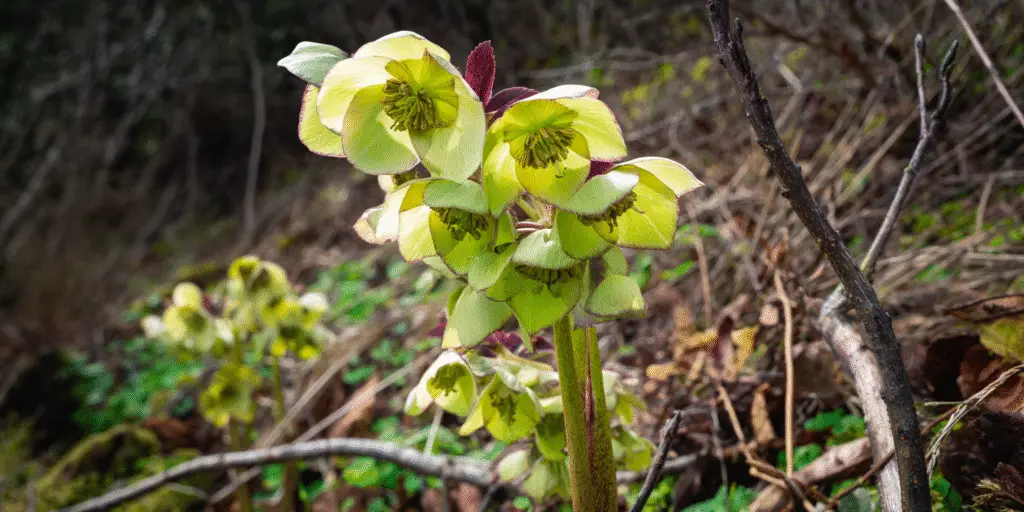Helleborus foetidus