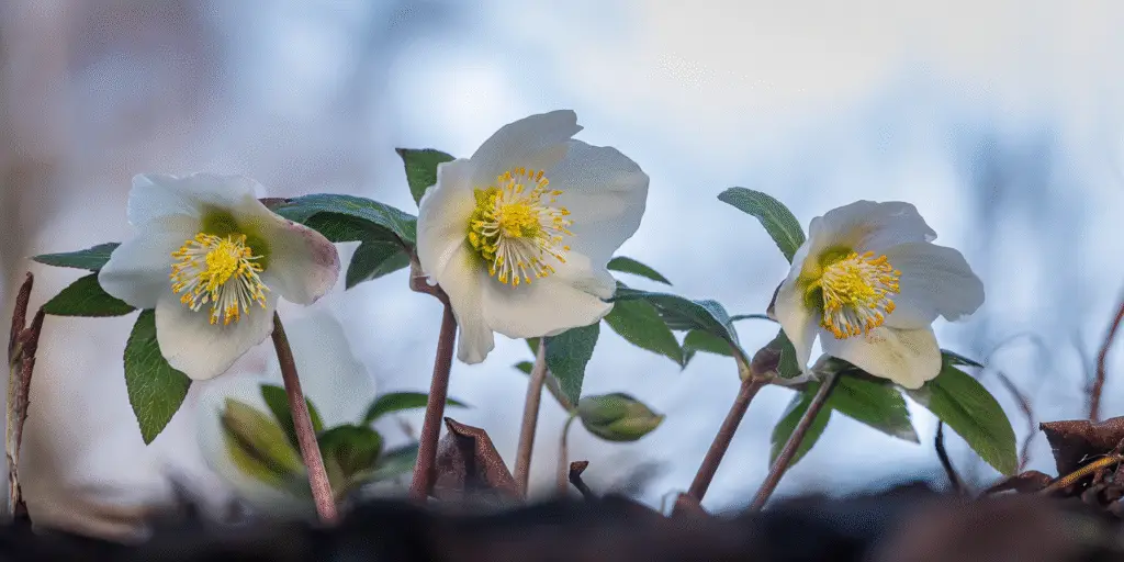 Helleborus niger