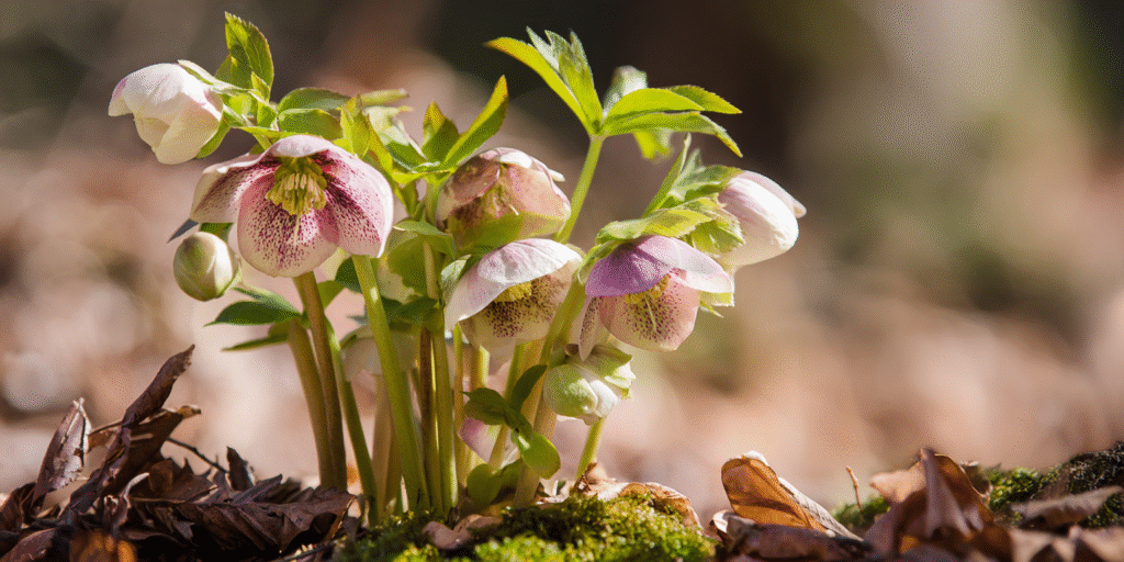Helleborus orientalis