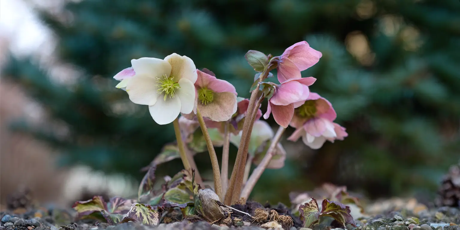 Helleborus × ericsmithii