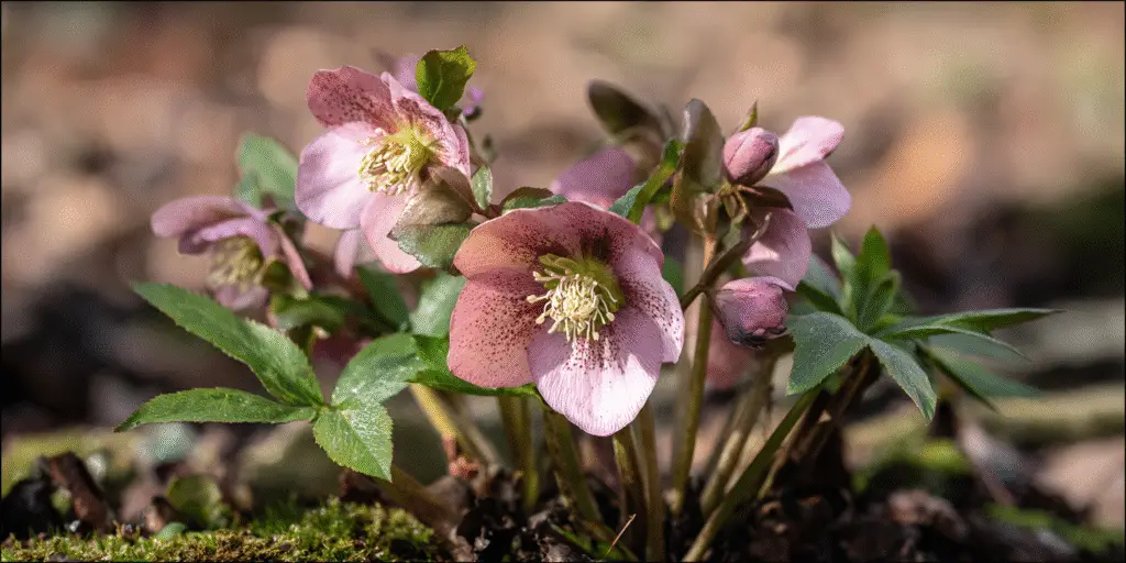 Helleborus × hybridus