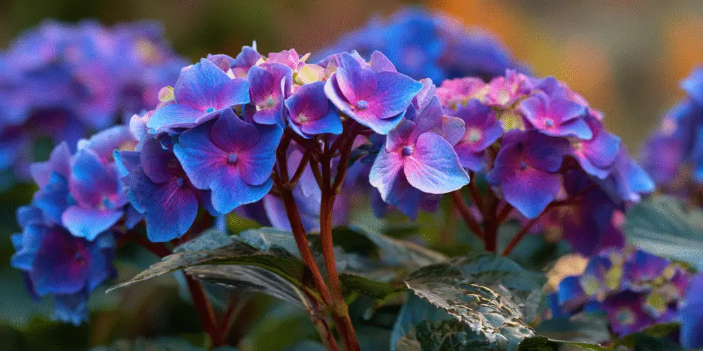 Hydrangea macrophylla 'BloomStruck'