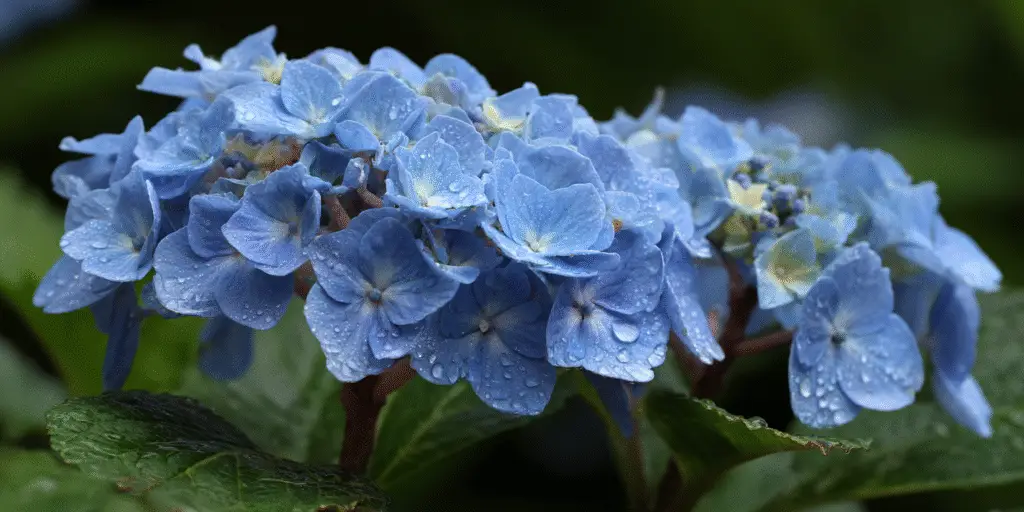Hydrangea macrophylla 'Nikko Blue'