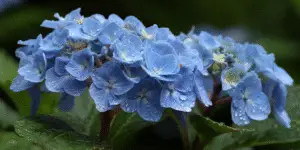 Hydrangea macrophylla 'Nikko Blue'