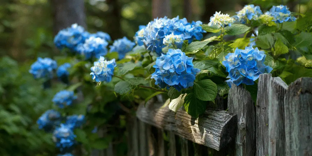 Hydrangea macrophylla 'Penny Mac'