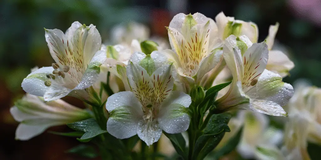 Alstroemeria 'Inticancha Antarctica'