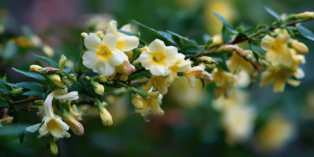 Jasminum mesnyi