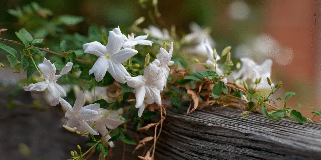 Jasminum officinale